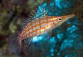  Longnose Hawkfish Red Sea Wall Hurghada. Canon EOS 350d 1855mm. Hurghada 18-55mm. 18-55mm 18 55mm.  